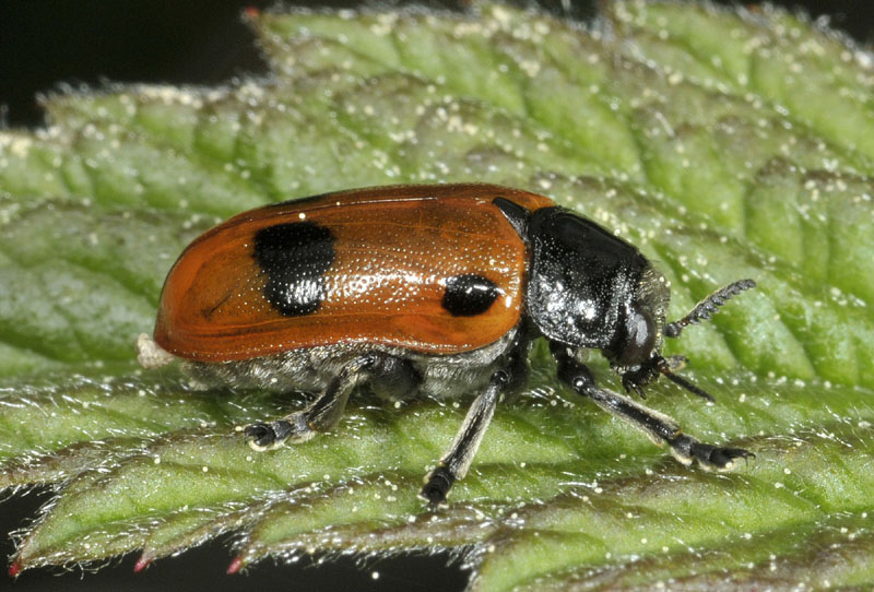 Chrysomelidae: Clytra sp., cfr. quadripunctata